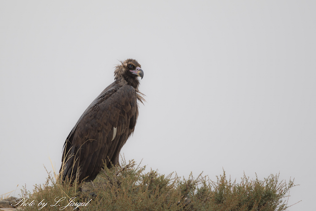 Нөмрөг тас(Aegypius monachus)